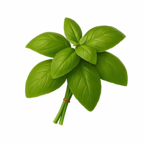 Basilic /kg